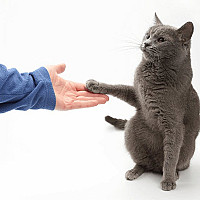 Behaviour & Training